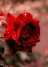 Flowerのプロフィール画像